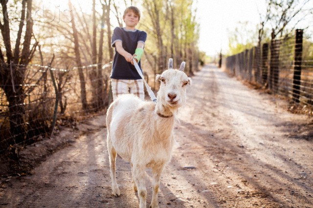 Boy (10-12) with his pet goat on leash, USA